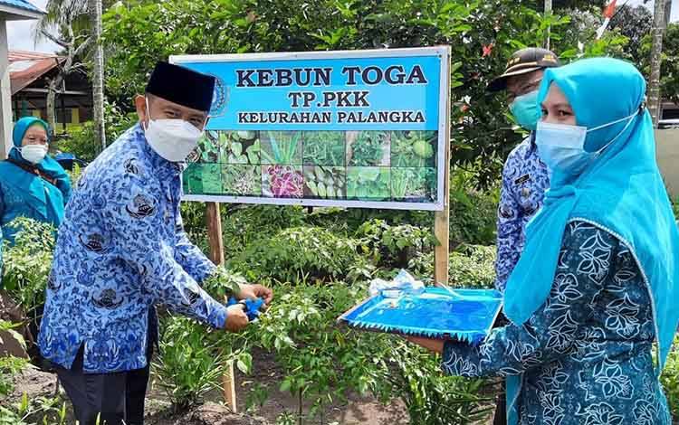Wali Kota dan TP PKK Kelurahan Palangka Panen Tanaman Toga
