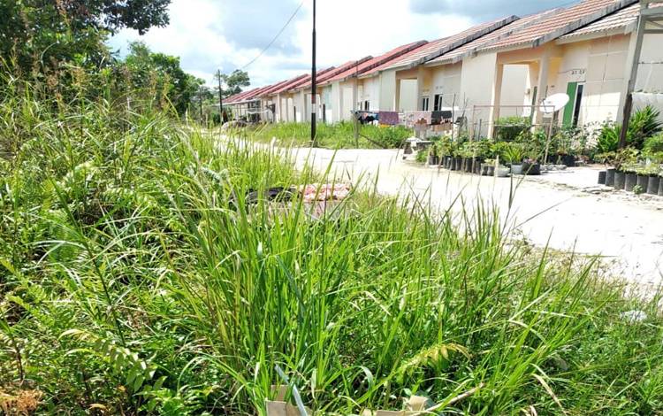 Duh Ngeri! Beruang Besar Masuk Kompleks Perumahan di Sampit