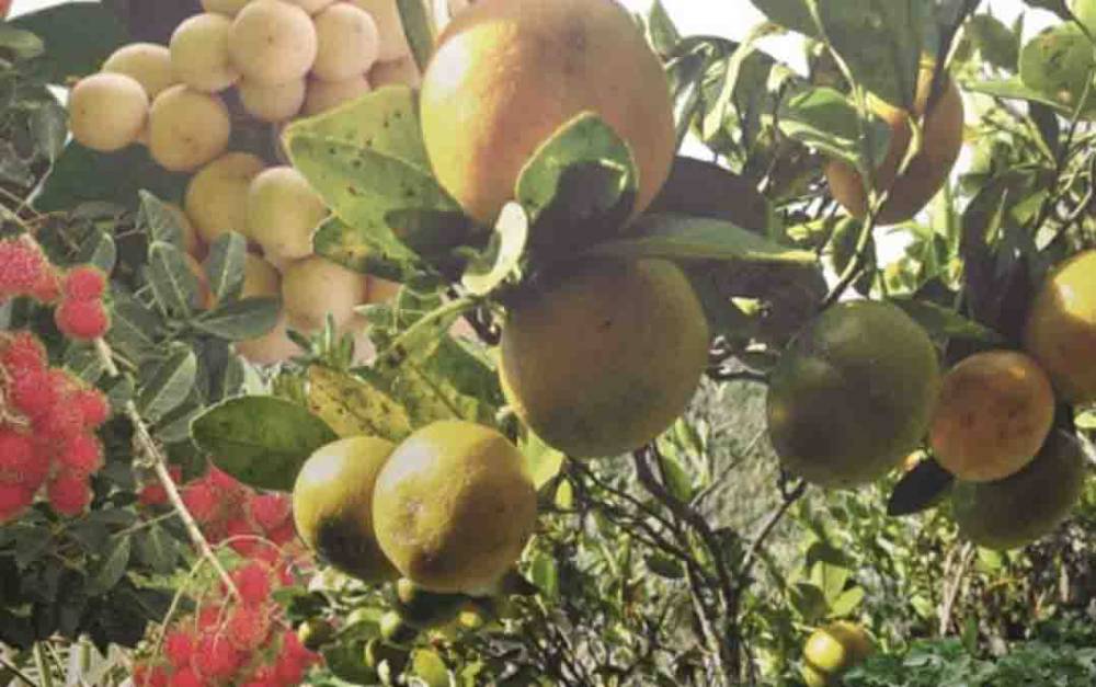Contoh tanaman buah-buahan tropis yang bisa di kembangkan di Kalteng.
