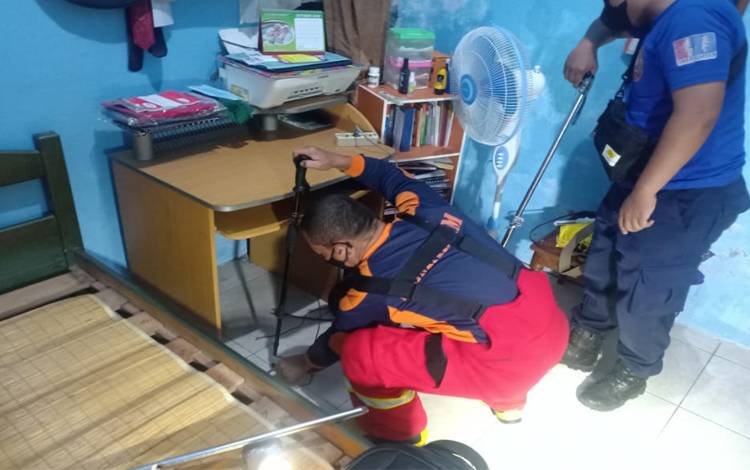 Tim Animal Rescue Regu I Damkar Kobar menangkap ular Sowo Kopi masuk rumah warga Madurejo