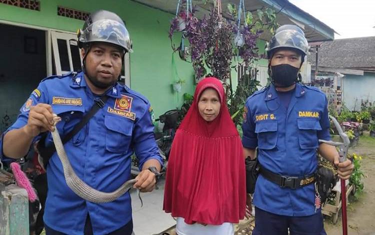 Petugas Disdamkarmat Kotim berhasil menangkap ular yang berkeliaran di selokan sekitar rumah warga