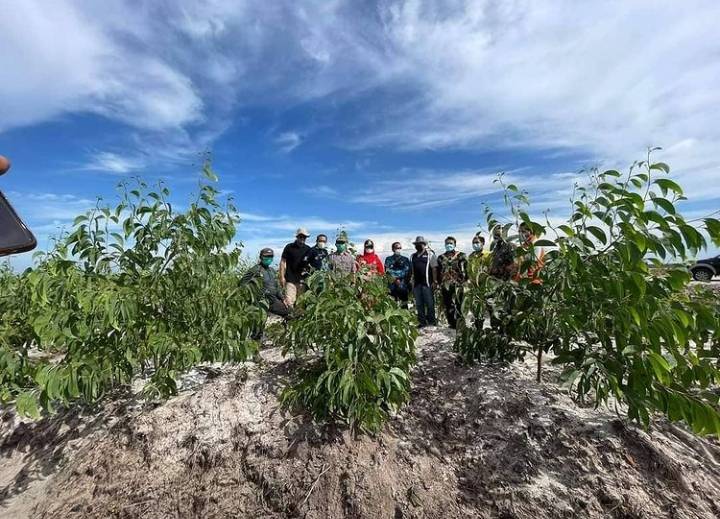 10.000 Hektare Lahan HTI di Teluk Sampit Jadi Lokasi Tanaman Akasia Crassicarpa