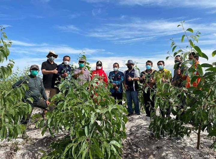 Kehadiran Investasi Penanam Akasia di Teluk Sampit Serap 1.000 Orang Pekerja