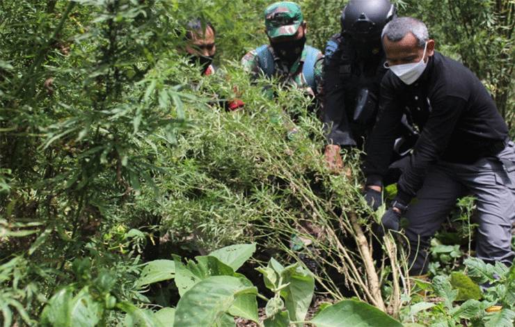 Tim Dirtipid Narkoba Bareskrim Polri memusnahkan tanaman ganja di ladang seluas tujuh hektare terletak di Beutong Ateuh Banggalang, Kabupaten Ateuh Banggalan, Kabupaten Nagan Raya, Aceh, Kamis (1/7/2021). ANTARA/HO-Dirtipid Narkoba Bareskrim Polri