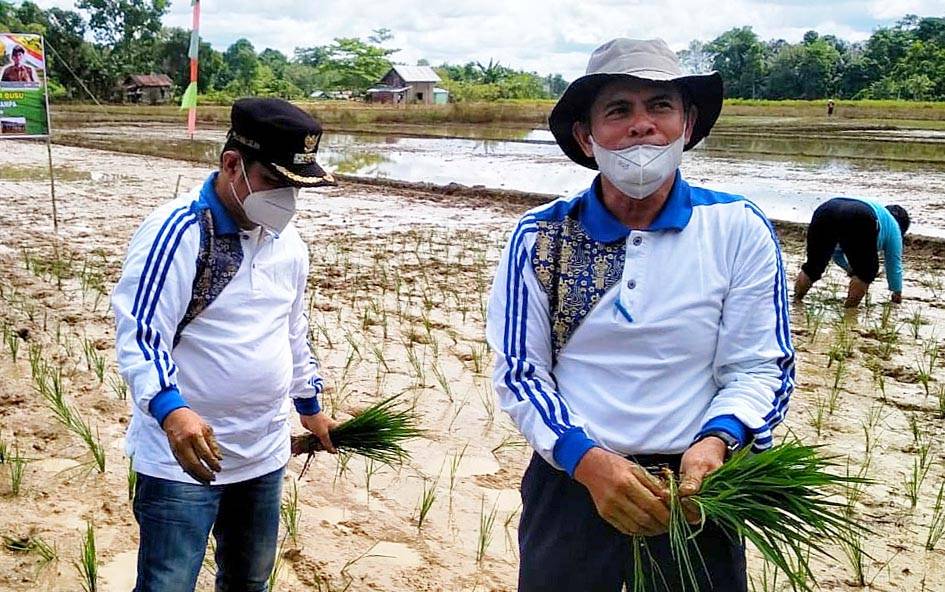 Bupati Barito Timur dan Kadis Pertanian Hadiri Tanam Padi Siam Busu