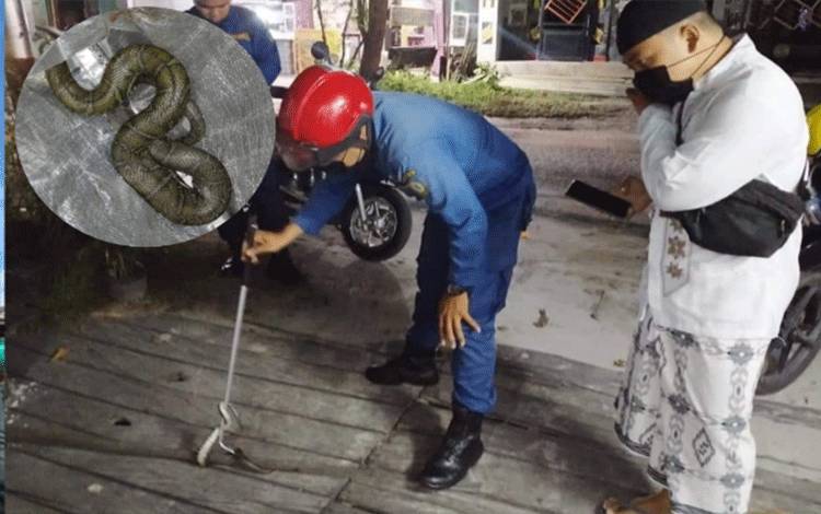 Petugas Disdamkarmat Kotim mengevakuasi ular kadut yang ditemukan di depan rumah warga.?