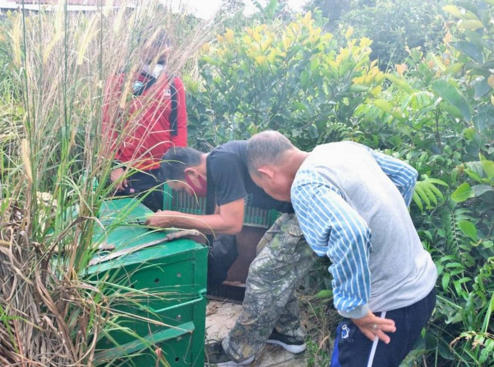 Beruang Lingkar Kota Sampit Terbilang Cerdik