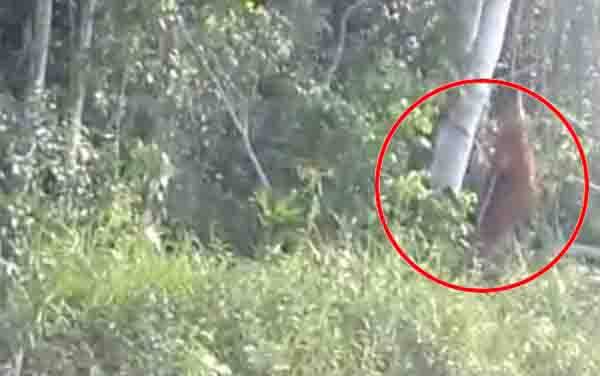 BKSDA Kalteng Putuskan Segera Selamatkan Orangutan di Parenggean