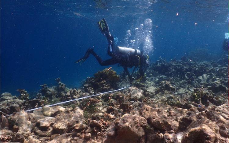 KKP Siapkan Klaim Kerugian Kerusakan Terumbu Karang Raja Ampat