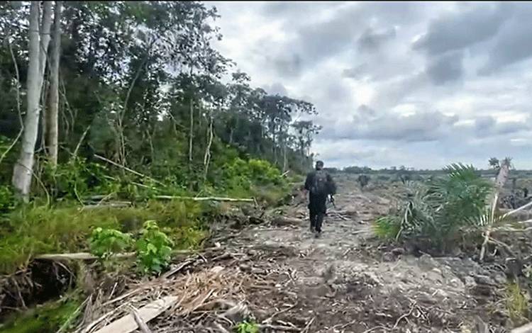 Orangutan di Parenggean Kabur sebelum Petugas Tiba di Lokasi