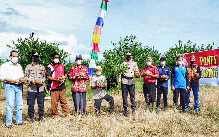 Desa Bangkal Panen Porang
