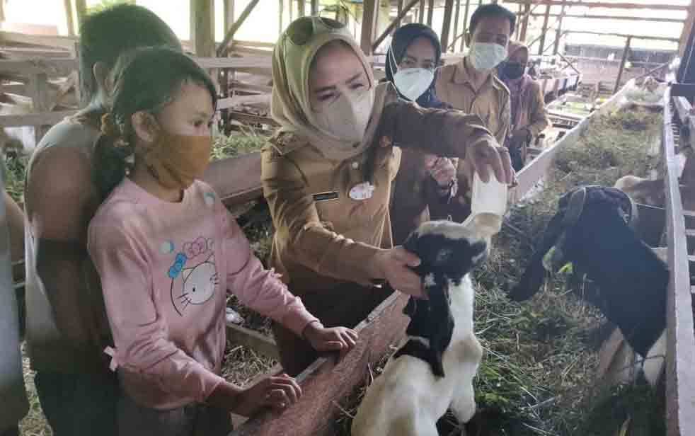 Wakil Bupati Seruyan Dorong Pengembangan Ternak Kambing
