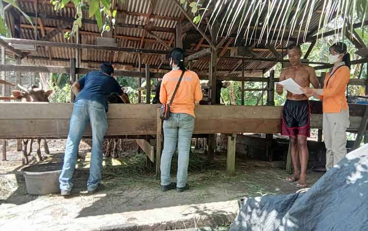 Distan Kapuas Periksa Kesehatan Hewan Kurban Jelang Idul Adha
