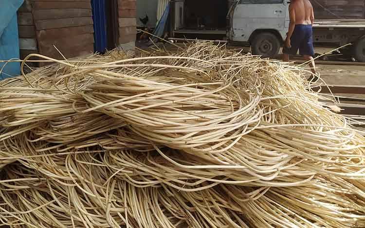 Harga Rotan di Kotim Kembali Merosot Setelah Sempat Sentuh Angka Tertinggi