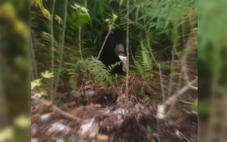 Buka Pintu Dapur, Warga Perumahan di Sampit Pergoki Hewan Besar Ini Makan Sampah