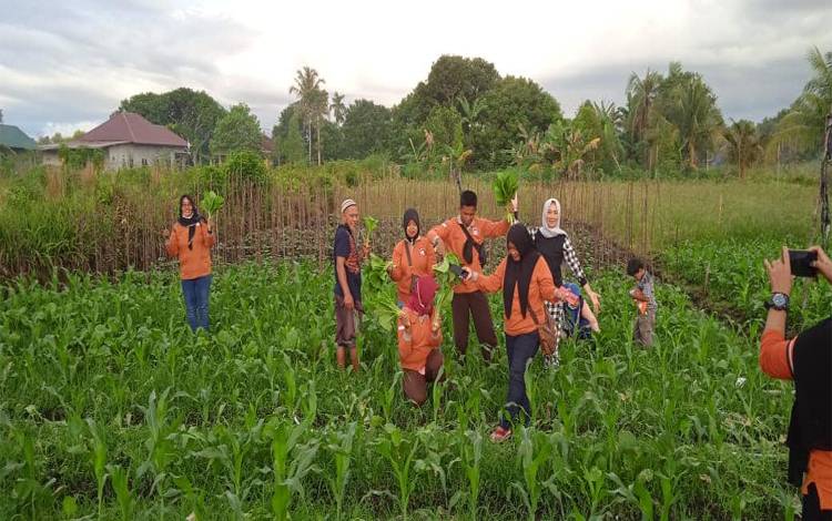 Harga Jual Sawi Murah di Palangka Raya