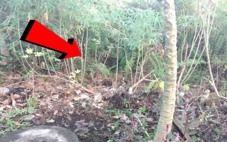 Ini Alasan Warga Terpaksa Buang Sampah Sembarangan hingga Mengundang Beruang