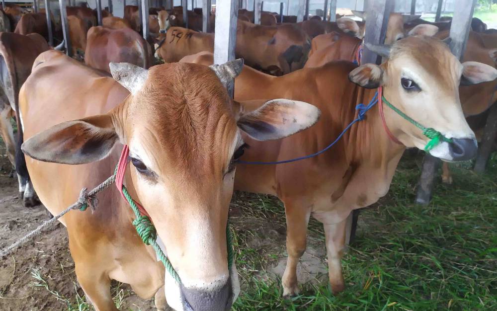 Kemenag Kotim: Penyembelihan Hewan Kurban Berlangsung Dalam Waktu 3 Hari
