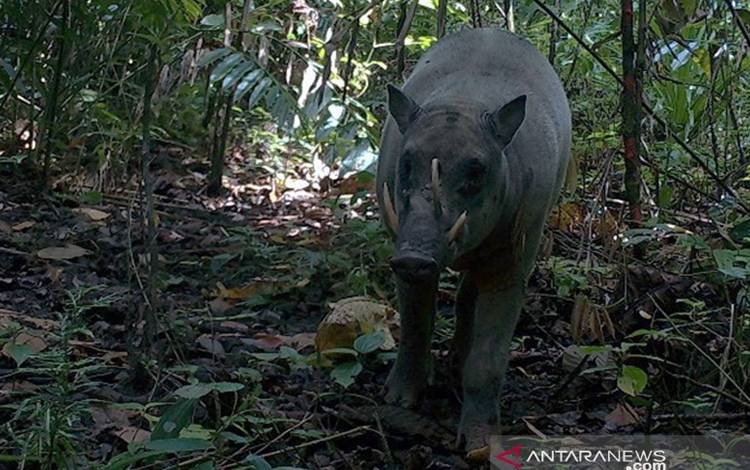 Wujud Babirusa Maluku (Babyrousa babyrussa) dalam kondisi hidup yang fotonya berhasil didapatkan tim BKSDA Maluku menggunakan kamera jebak di kawasan Suaka Alam Masbait, Pulau Buru, Provinsi Maluku