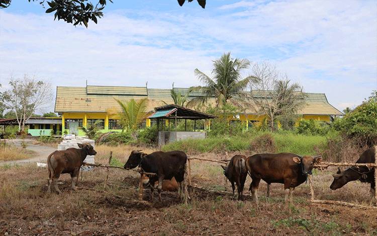 Pemprov Kalteng Anggarkan Rp7,5 Miliar untuk Sapi Kurban
