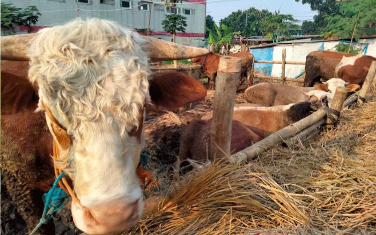 MUI Membolehkan Daging Kurban Didistribusikan dalam Bentuk Olahan