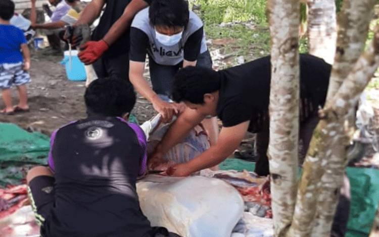 Petugas -Dinas Ketahanan Pangan dan Pertanian (DKPP) Sukamara saat melakukan pemeriksaan hewan kurban.