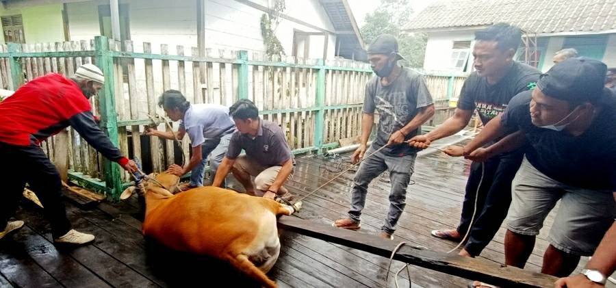 8 Ekor Sapi Kurban Dipotong di Masjid Al Muthmainnah, Daging Dibagikan ke Masyarakat