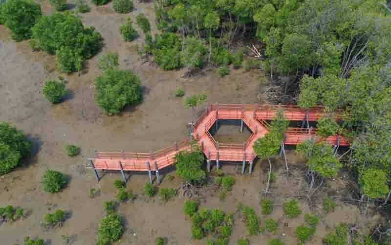 KLHK: Mangrove Penting bagi Ekologi Sosial dan Ekonomi