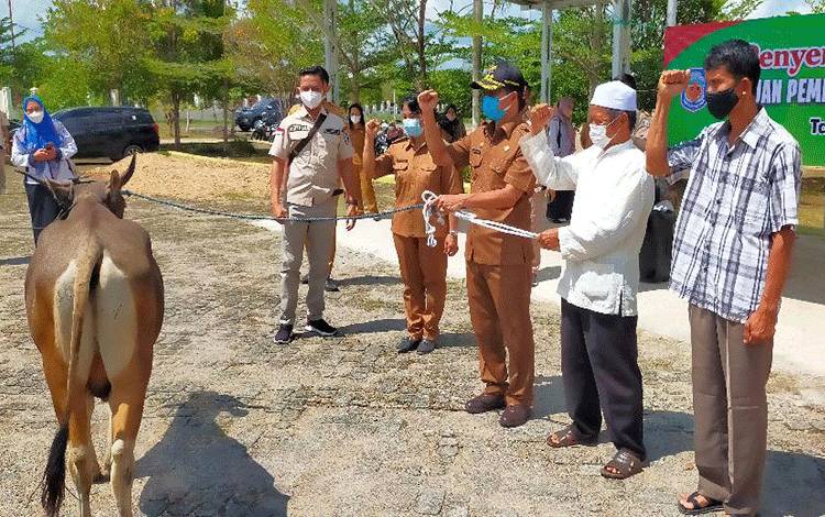 Pemkab Murung Raya Salurkan 10 Ekor Sapi Kurban