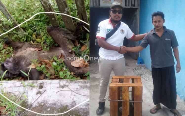 Selamatkan Lutung Kesetrum, Warga Lapor Pecinta Satwa Liar