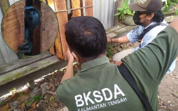 Pecinta Satwa Liar Sampit Serahkan Lutung ke BKSDA