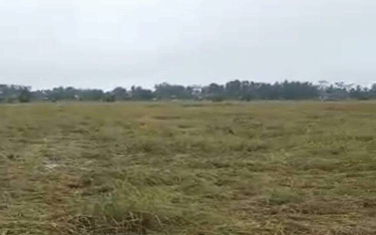 Dinas Pertanian Pulang Pisau Data Kerusakan Padi Akibat Hujan Badai