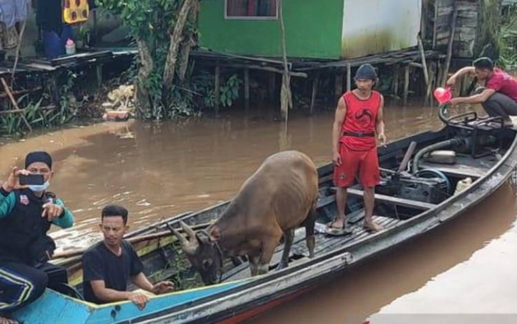 Aksi Cepat Tanggap dan MRI Salurkan Hewan Kurban ke Pelosok Kalteng