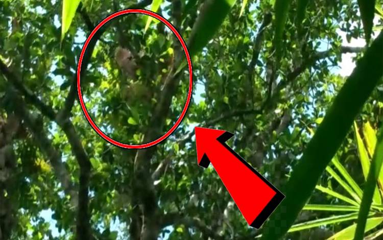 Orangutan Bekas Peliharaan Muncul Kembali di Desa Bapanggang Raya Setelah Kabur 5 Tahun