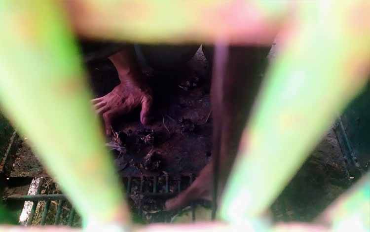 Petugas memasang umpan pada perangkap beruang di Gang Setiaji, Jalan Lingkar Kota Utara Sampit