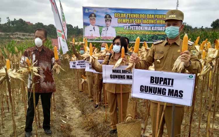Bupati Gumas Jaya S Monong bersama Wabup Efrensia L.P Umbing panen jagung hibrida