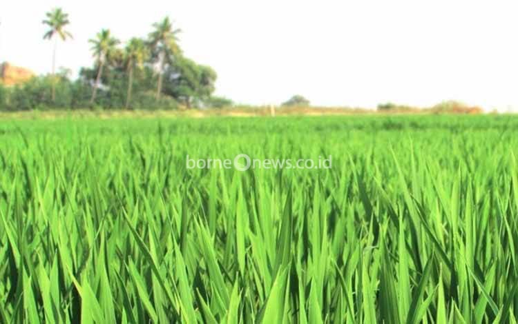 Warga Desa Sei Kayu Inginkan Bantuan Ekskavator Mini