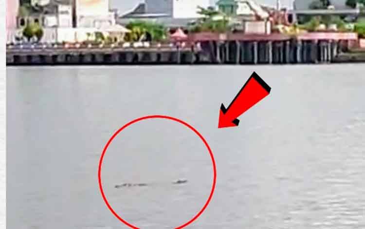 Heboh! Buaya Muncul Sekitar Dermaga Penyeberangan Sungai Mentaya