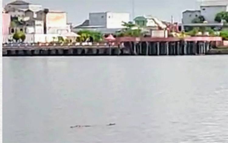 Video Detik-Detik Kemunculan Buaya di Sungai Mentaya Dekat Dermaga Penyeberangan Sampit