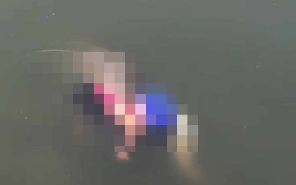 Beredar Video Buaya Serang Manusia, BKSDA: Bukan di Sampit
