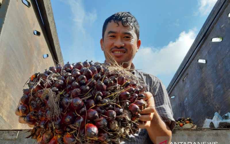 Harga TBS Sawit Kalbar Menguat Jadi Rp 2.291,19 per Kilogram