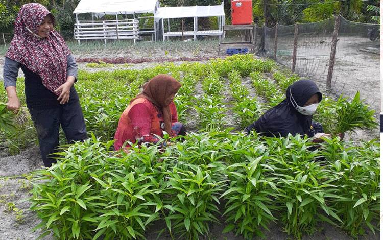 KWT Tunas Sanjaya di Desa Pandu Senjaya, Kecamatan Pangkalan Lada.