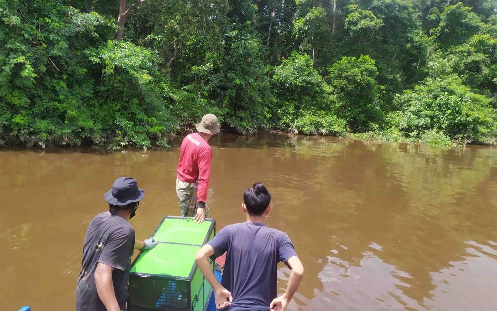 Bekantan Hanyut di Sungai Mentaya Dikembalikan ke Habitat Aslinya