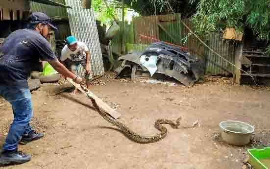 Ular Masuk Rumah di Sampit, Segera Hubungi Tim Ini