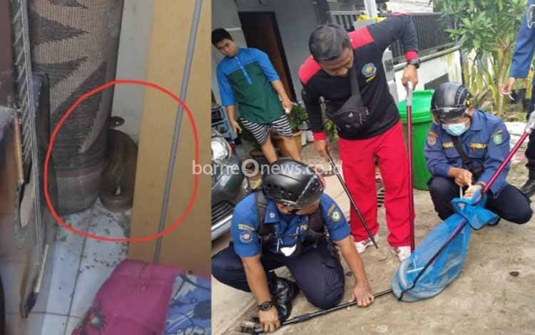 Ngeri, Pas Mau Bobok Siang, Warga Melihat Ada King Kobra di Dekat Kaki