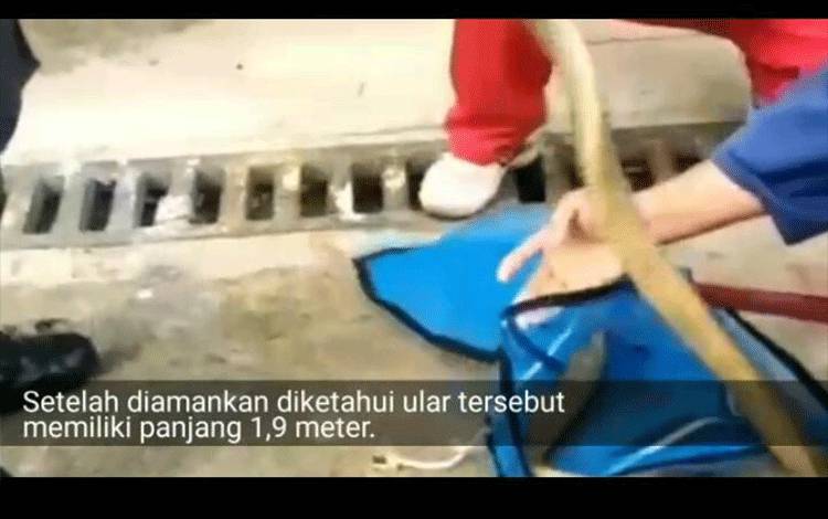 Video Penangkapan King Kobra Masuk Kamar Warga di Sampit