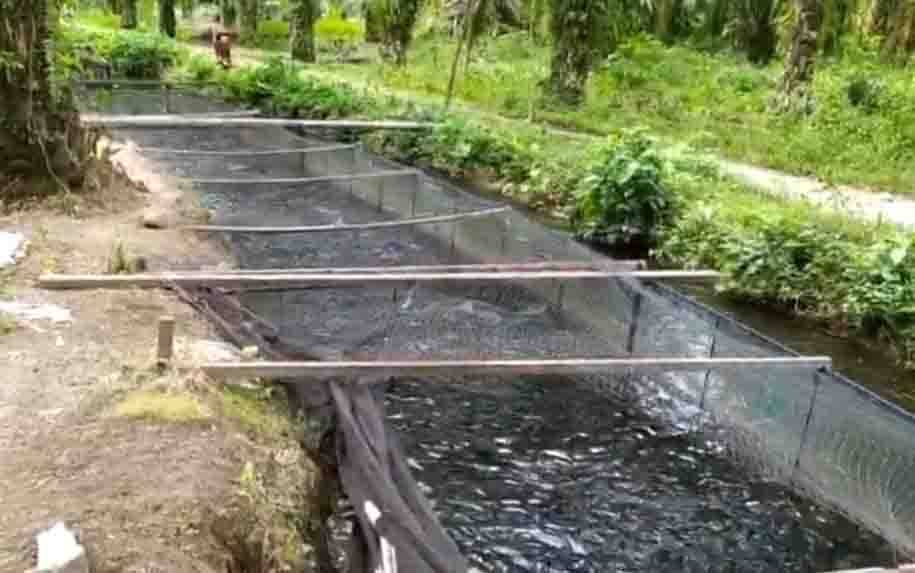 Pemerintah Diharapkan Bantu Pengembangan Usaha Keramba Ikan Masyarakat