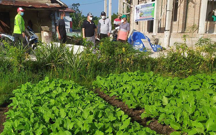 Bupati Kotawaringin Timur, Halikinnor, saat meninjau lokasi pertanian di sekitar Jalan Kapten Mulyono, Sampit.