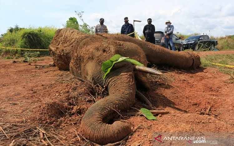 KLHK: 46 Gajah Mati di Aceh dalam Kurun Waktu Tujuh Tahun