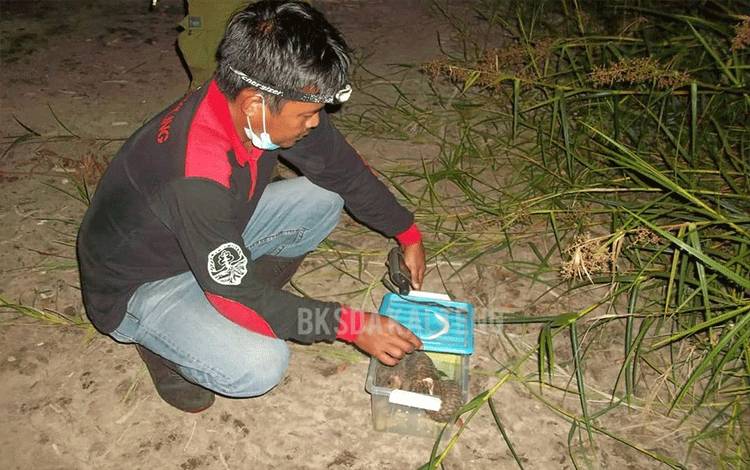 Petugas BKSDA Kalteng saat melepaskan hewan Trenggiling ke habitat aslinya.